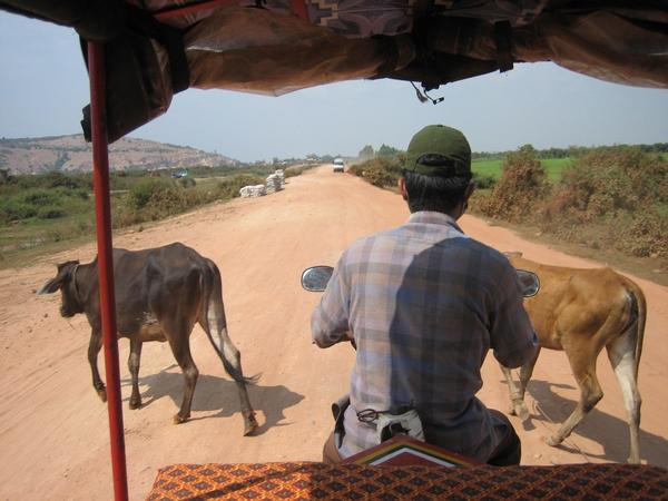 We were on our way to the floating village when some stupid cow pulled out in front of us