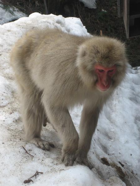 A monkey steps in to ruin my photo of some snow