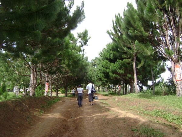pine trees lined the trail to the camp