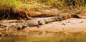 Croc on East Alligator River