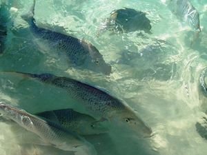 Coral Bay fish feeding