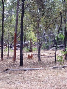 Tree Stump fence post