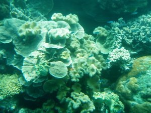 Coral at Great Barrier Reef
