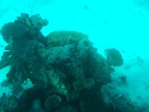 Coral at Great Barrier Reef