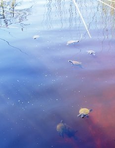 Lake Allom - many turtles