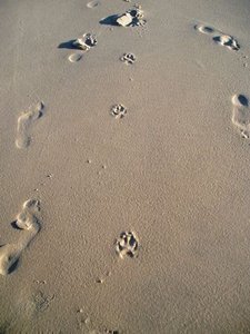Eastern Beach - Dingo & human footprints