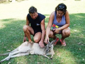 Australia Zoo - Kangaroo with us