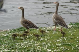 Ducks-on-Thames