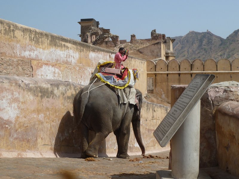Elephants take tourists to the Palace