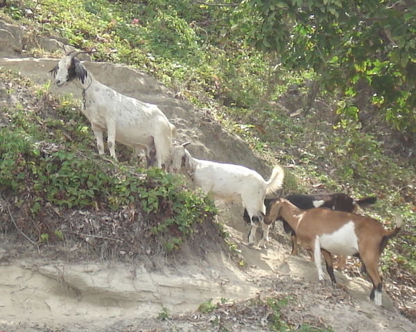 The Four Billy Goats Gruff (Statia)