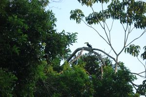 Tikal - toucan