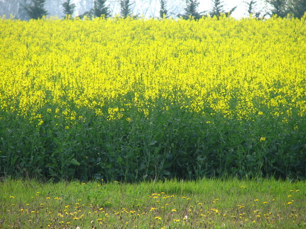 Fields of Mustard Flowers around Dijon