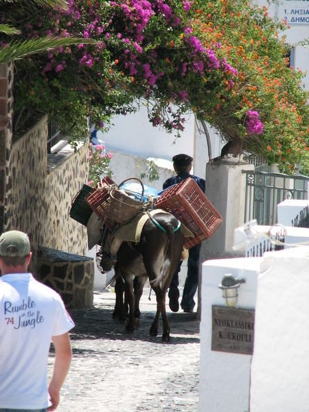 Local donkey in Santorini