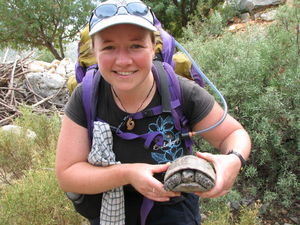 Turtles on the Lycian Way