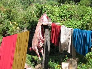 Goat Hanging Out to Dry with the Clothes!