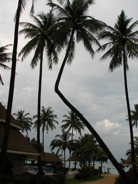 Check out the Angle of this Palm!