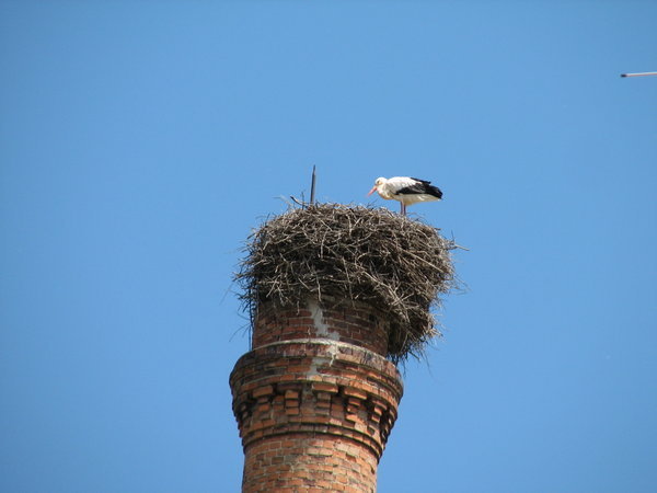 That's One Very High Nest For Such A Big Bird