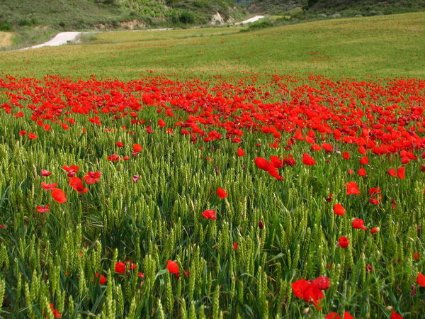 Fields of Poppies