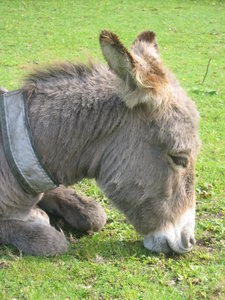 Donkey in the New Forrest, Dorset