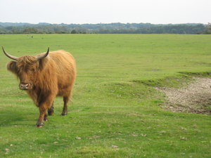 Highland Cow - New Forrest