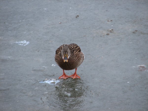Duck Walking on Ice!