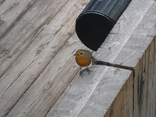 A Robin at the Eden Project