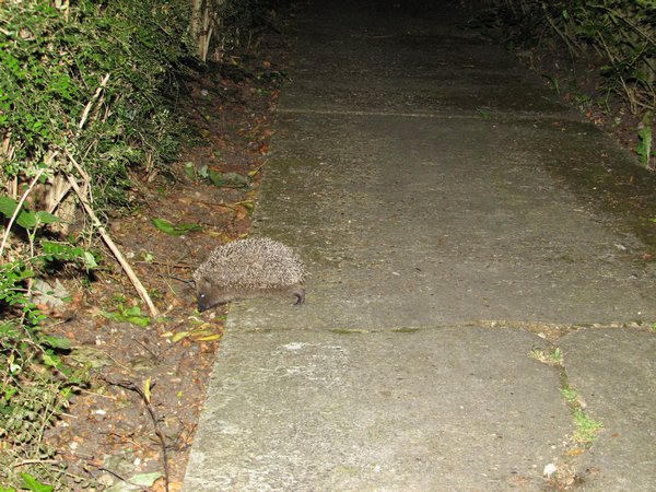 Hedgehog Crossing Pathway that Leads to Front Door