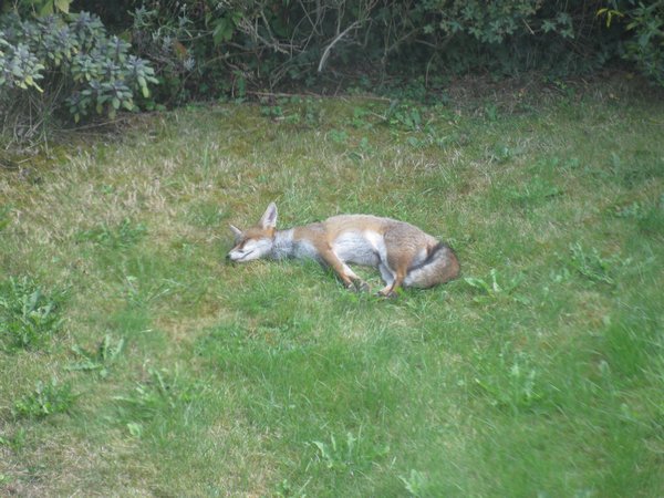 Fox in Neighbors Back Yard