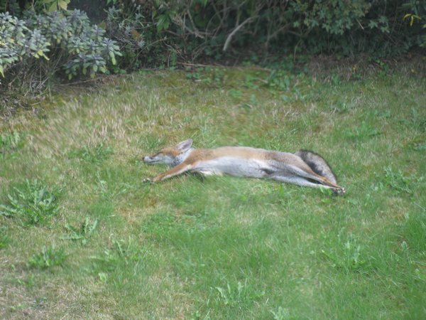 Fox in Neighbors Back Yard Soaking up the Sun
