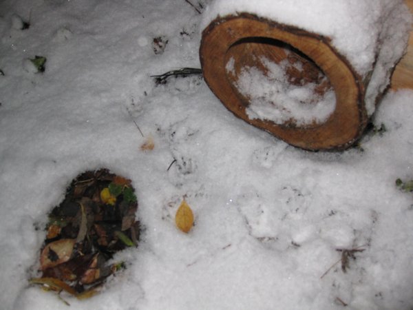 Hedgehog Prints in the Snow
