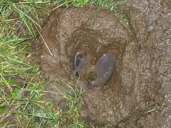 Animal Footprint - Rupesh Thinks It Looks Like a Love Heart!
