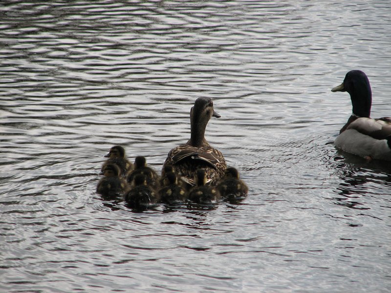 Ducklings In Pond at Y Giler Arms