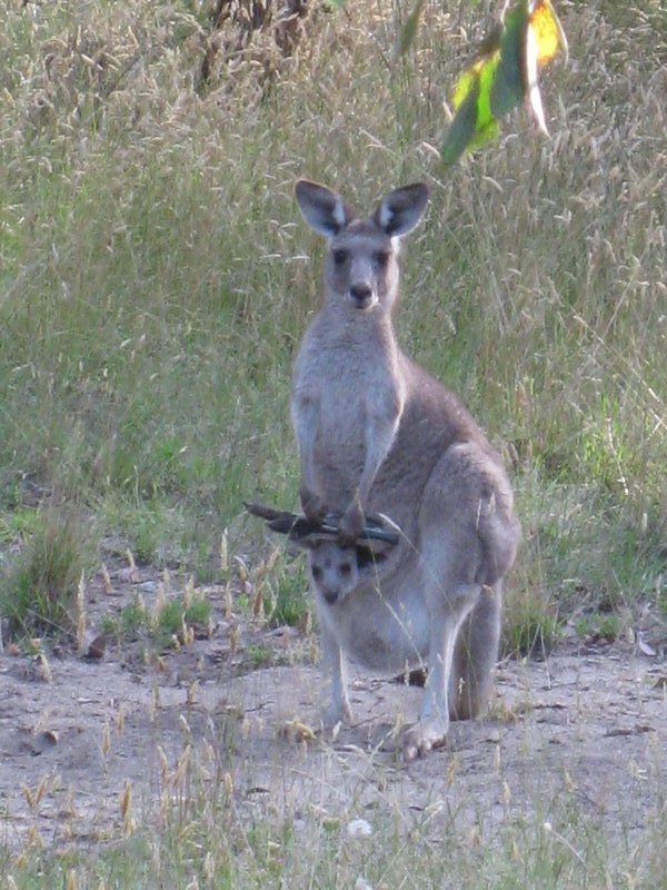 Kangaroo & Joey at Geehi Rest Area