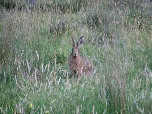 Hare In The Grass