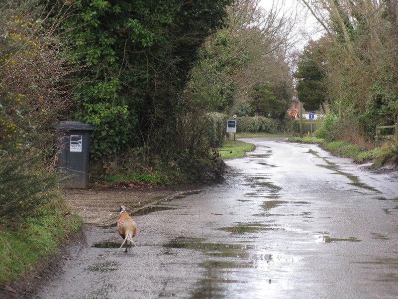 Pheasant Walking Along Road