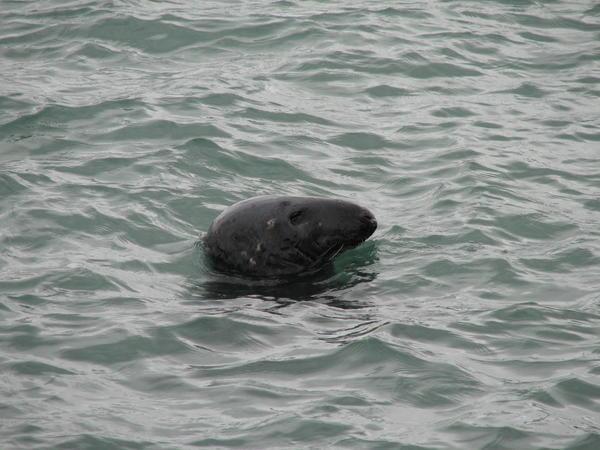 Local Seal at Howth