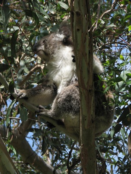 Koala at Kennett River