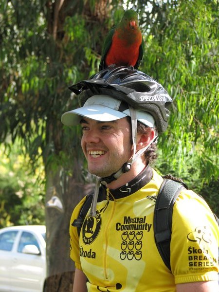 King Parrot Making Himself Comfortable on Tim's Helmet