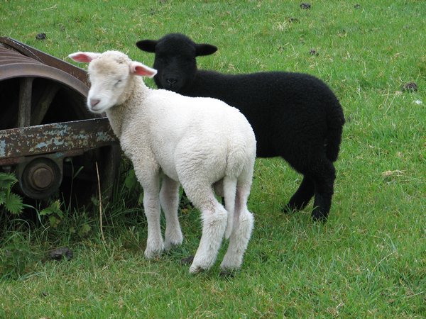 Plenty of Lambs in the Fields