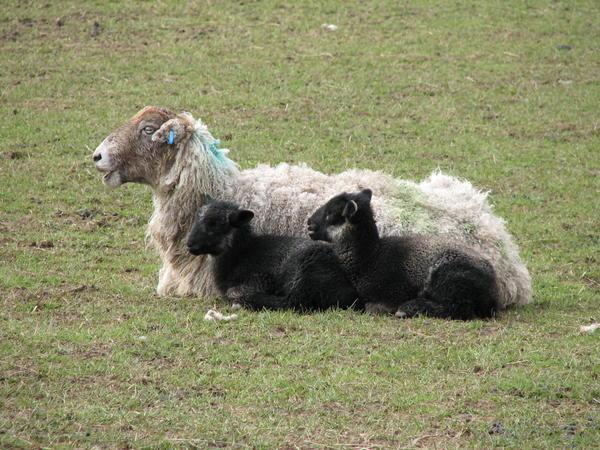 Lambing Season!