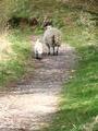 If In Doubt Follow The Sheep!