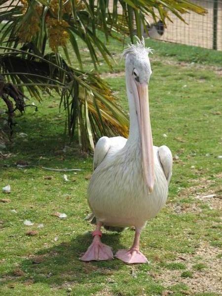 Pink Backed Pelican with Spikey Hair