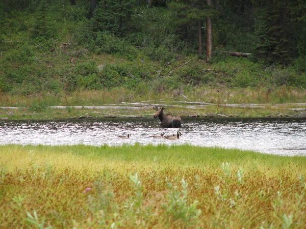 Moose in Yellowhead Lake