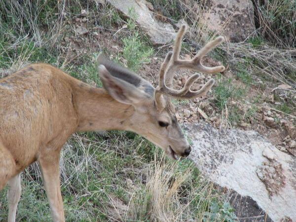 Deer in the Grand Canyon