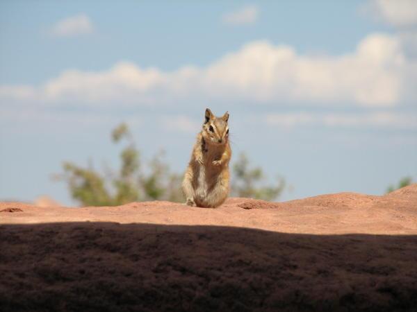 Squirrel in Canyonlands NP