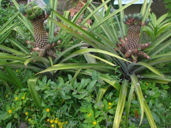 Pineapples growing