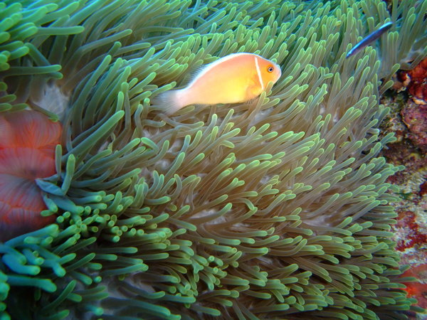 Fish and soft coral