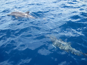 Spinner Dolphins!