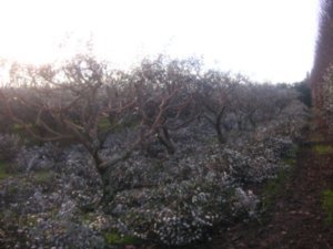 Pruned Feijoa trees