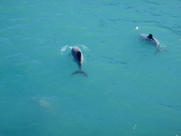 Hector Dolphins